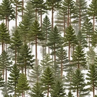 pine trees transparent background