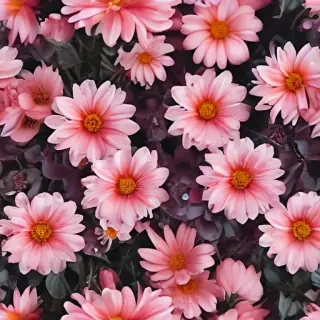 aesthetic flower pictures