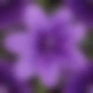 transparent purple flower