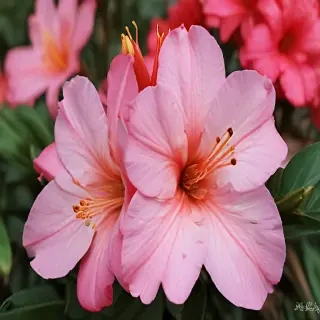 azalea flower