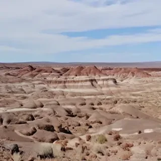 petrified forest