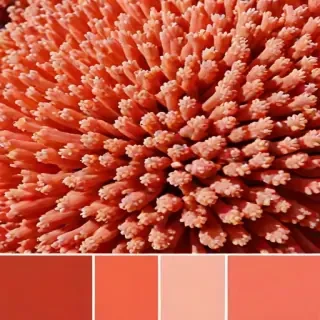 coral color