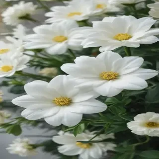 background white flower