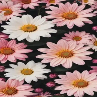 flowers aesthetic wallpaper