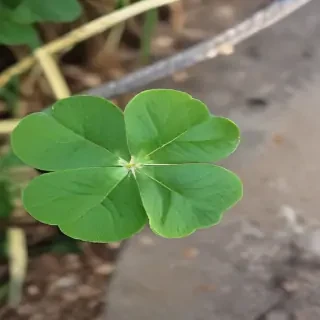 4 leaf clover