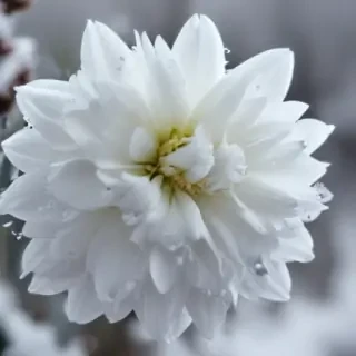 winter flower wallpaper background