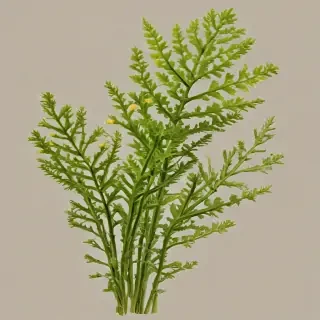 seaweed png