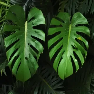 monstera background