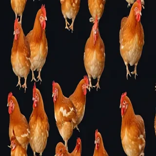 chicken transparent background