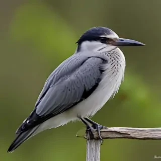 florida birds