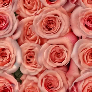 roses background