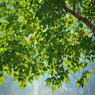 background green leaves