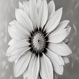 flower pencil drawing