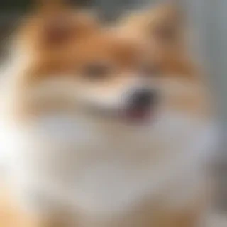 spitz dog