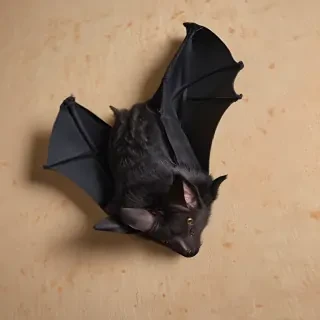 images of halloween bats