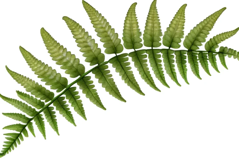 fern png