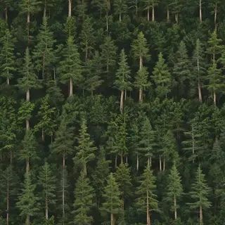 trees background