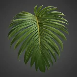 palm tree leaf png