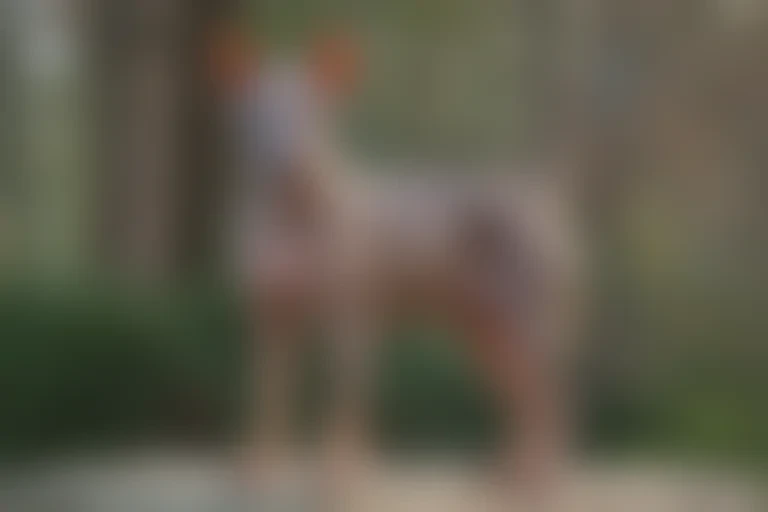 american hairless terrier
