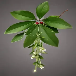 mistletoe png