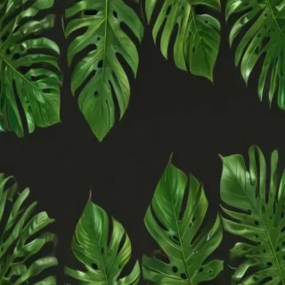 tropical leaf png