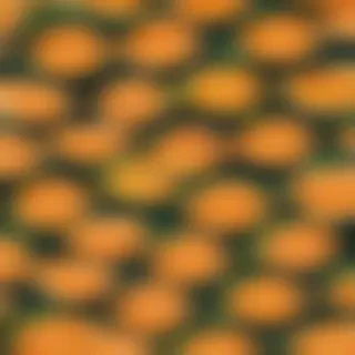 cute orange wallpaper