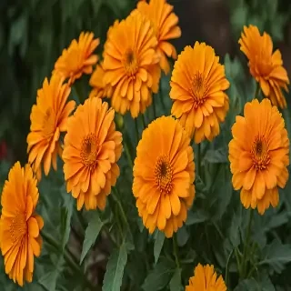 marigold png