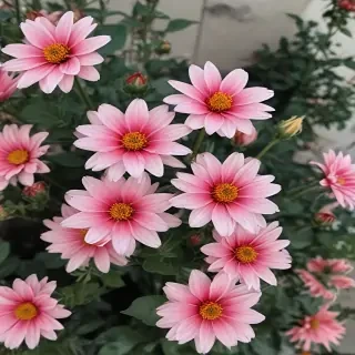 aesthetic flower pictures