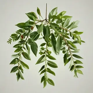 mistletoe png