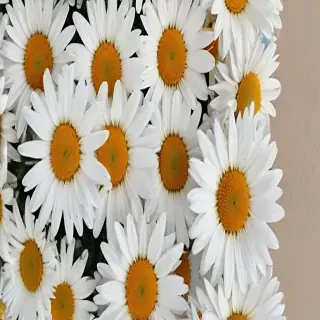 aesthetic daisy wallpaper