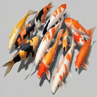 koi fish png