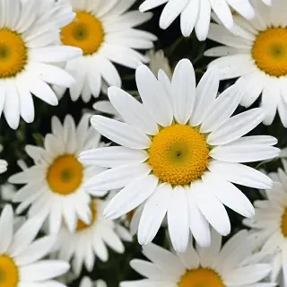 daisy wallpaper iphone