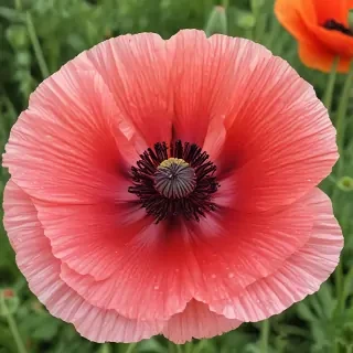 poppy flower