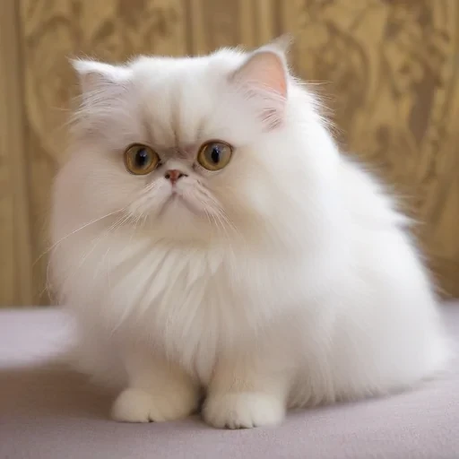 persian breed