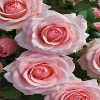 roses background wallpaper