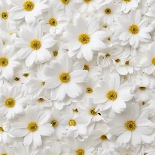 flower background white