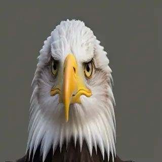 bald eagle png