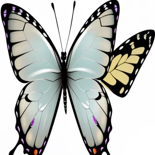 transparent butterfly png