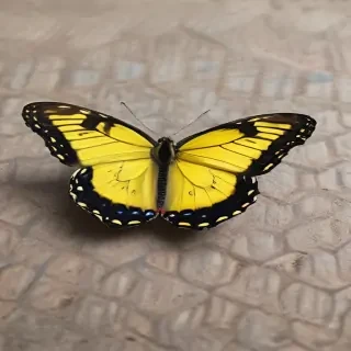 yellow butterfly
