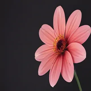 flower no bg