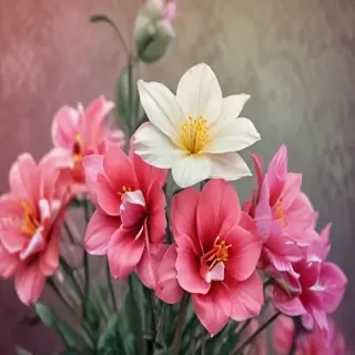 wallpaper iphone flowers