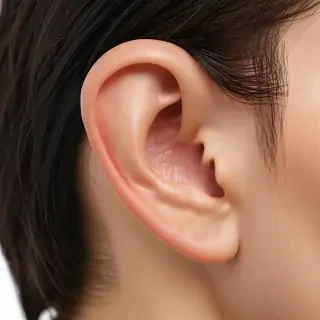 ear png