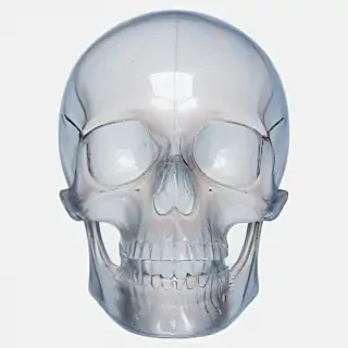 transparent skull