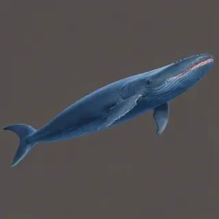 blue whale png