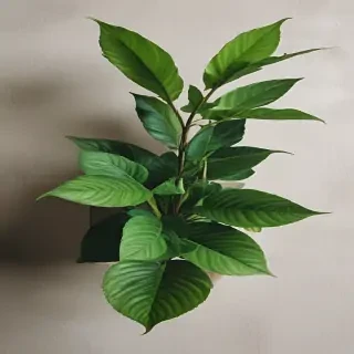 plant desktop wallpaper