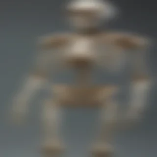 skeleton transparent