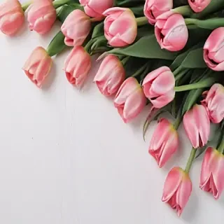 tulips wallpaper aesthetic