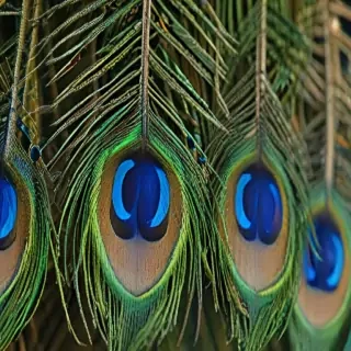 peacock feather images