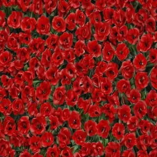 flower background red