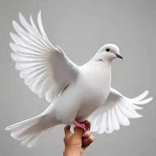 png dove